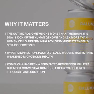Die Infografik zeigt, wie das Darmmikrobiom durch übermäßige Desinfektion und falsche Ernährung beeinträchtigt wird und wie DALUMAs GINGER GUN INGWER KOMBUCHA 24 PACK mit Lebendkulturen - nicht pasteurisierte Versionen - die Darmgesundheit fördert; DALUMA-Dosen sind abgebildet.